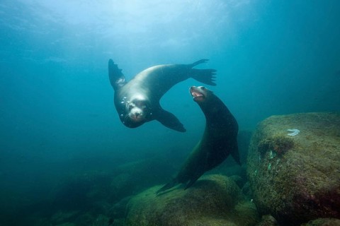 California sea lions