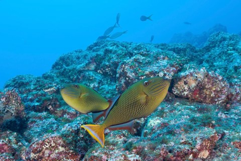 Deep-sea triggerfish
