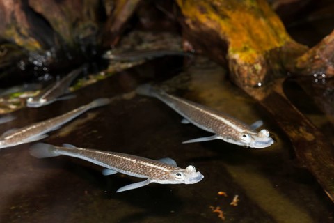 Four-eyed fish