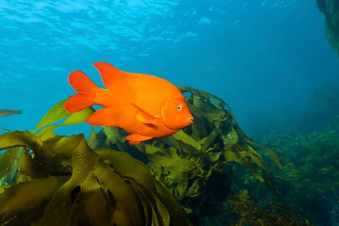 Garibaldi