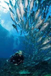 Diver and shoal of bigeye stingrays