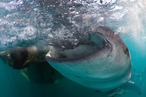 Feeding whale shark