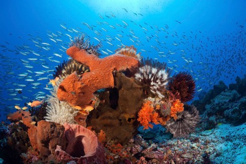 Various sponges on the reef