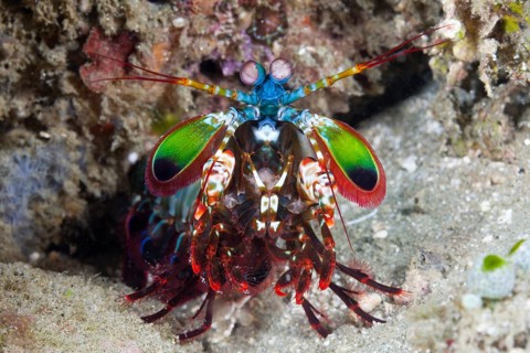 Mantis shrimp
