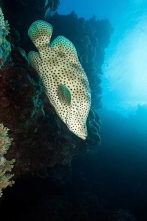 Barramundi Cod
