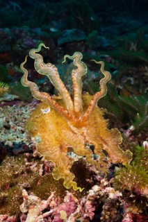 Broad lobe cuttlefish
