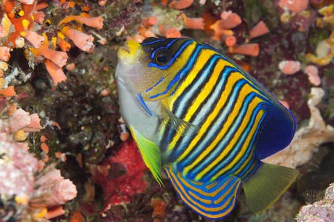 Peacock-eyed angelfish