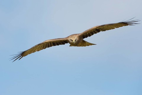 Black kite
