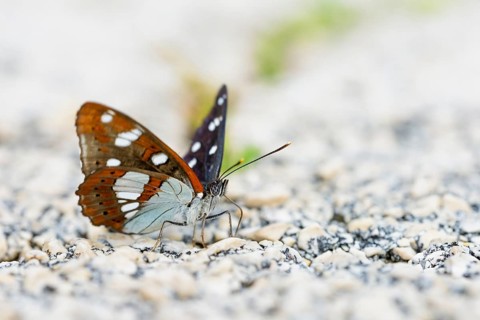 Southern white admiral