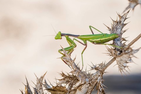 Mediterranean praying mantis