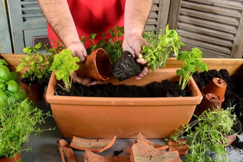 Planting of plant pots with herbs