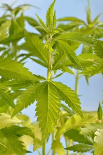 Ordinary hemp