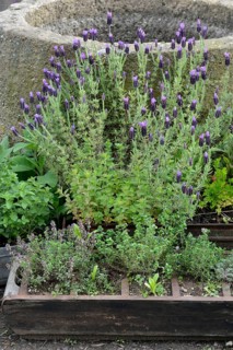 Lavender