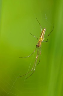 Common streamer spider