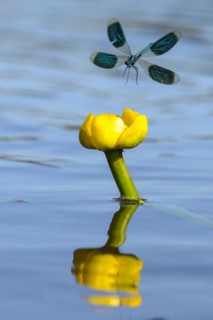 Banded demoiselles