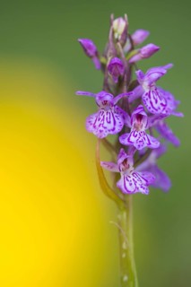 Southern marsh orchid