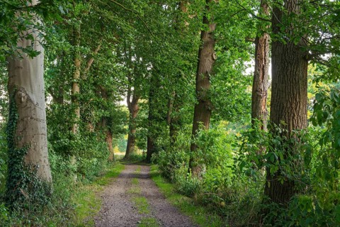 Allee