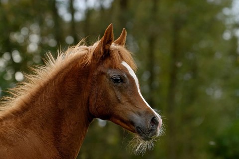 Arabian thoroughbred