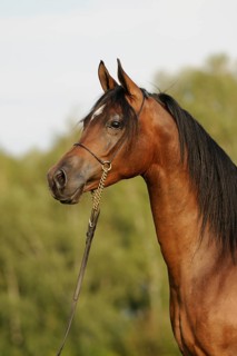 Arabian thoroughbred