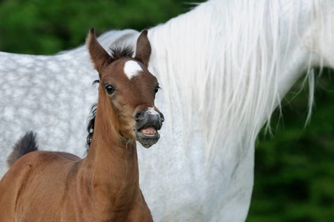Arabian thoroughbred