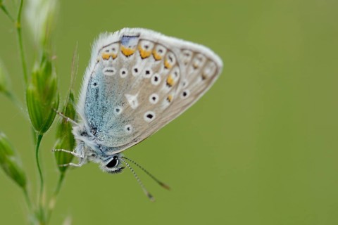Chapman's Blue butterfly