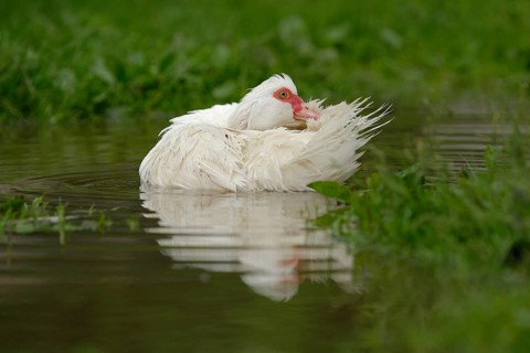 Native Muscovy Duck
