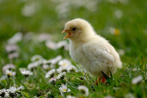 Domestic Chicken