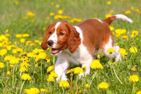 Welsh Springer Spaniel