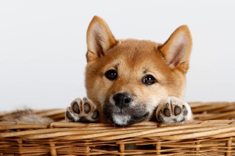 Shiba-Inu