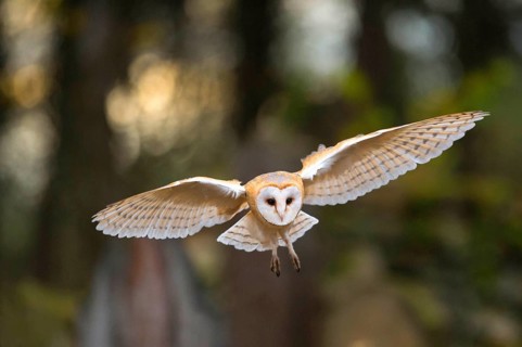 Common barn owl