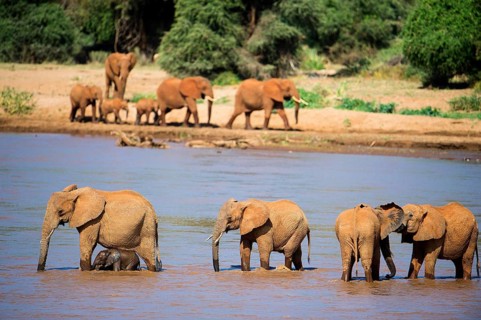 Elephant