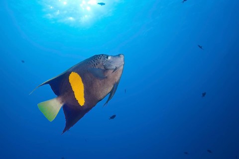 Yellowbar Angelfish