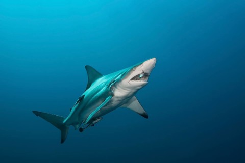 Blacktip Shark