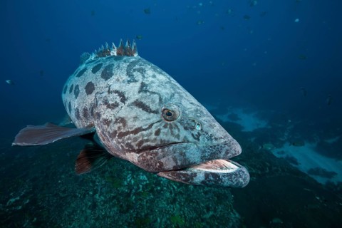 Potato Grouper