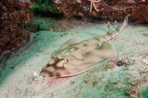 Banded guitarfish