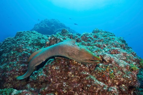 Panamic Green Moray Eel