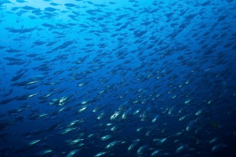 Shoal of Pacific bonito