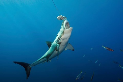 Great white shark