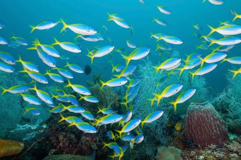 Shoal of yellow-backed fusiliers