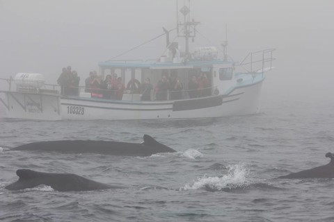 Humpback whale