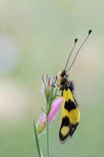 Eastern butterfly