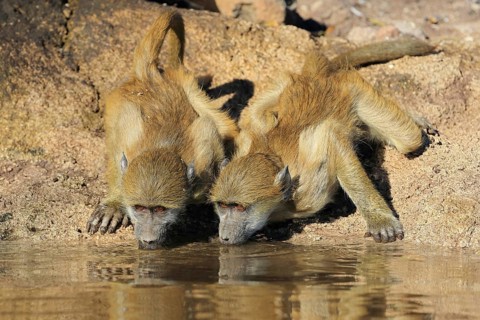 Chacma baboon