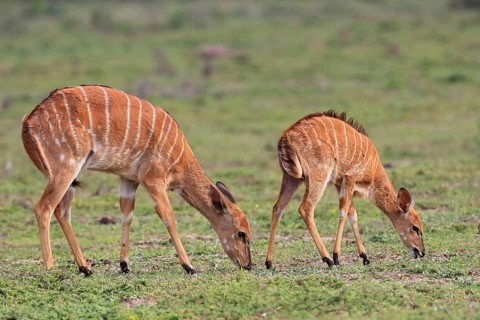 Lowland nyala