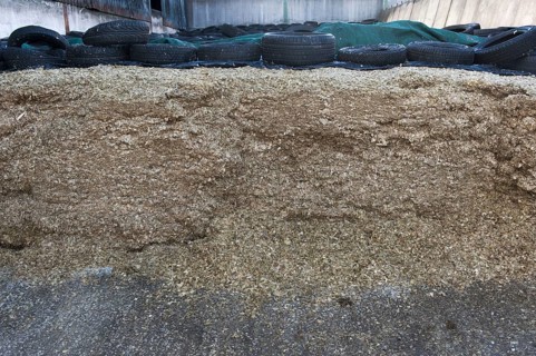 Maize