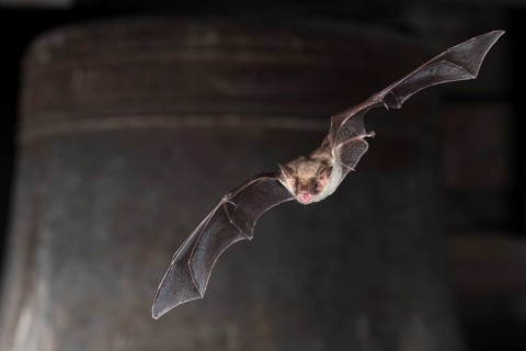 Greater mouse-eared bat