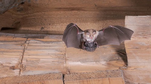 Lesser horseshoe bat