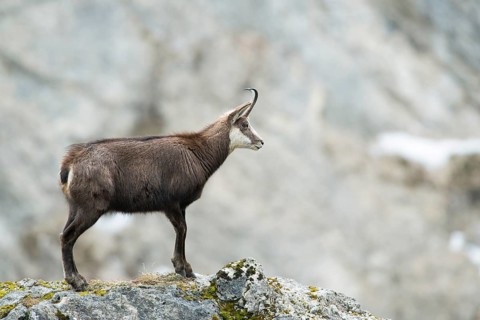 Chamois