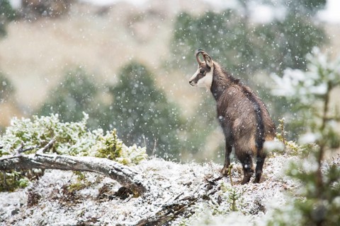 Chamois
