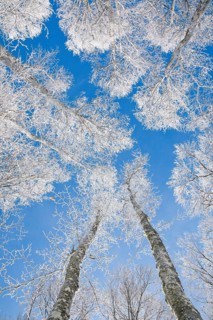 Tree tops of deep snow covered beech forest against blue sky in Neuchatel Jura