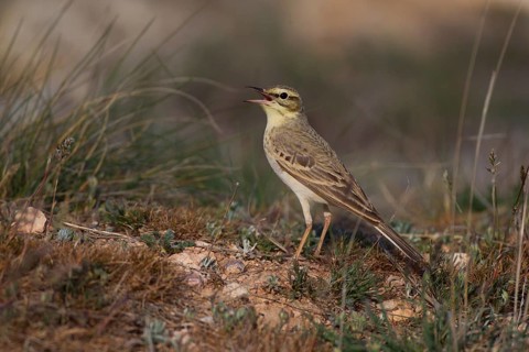 Tawny Pipit
